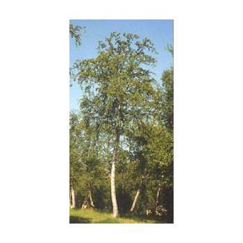 MSA BETULA PUBESCENS 50 ML