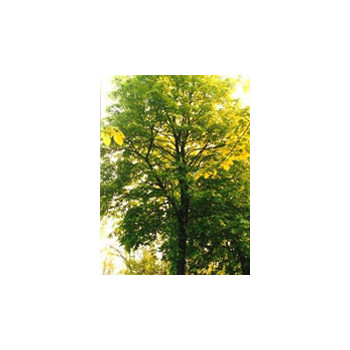 TSA TILIA EUROPEA 50 ML