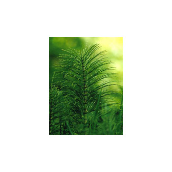 TSA EQUISETUM ARVENSE 50 ML